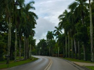 Palm tree lined roads of Paseo