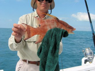 A hog snapper, also called a hogfish