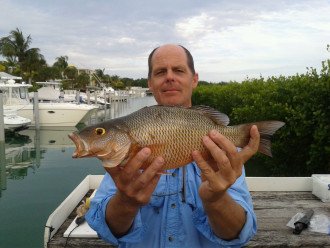 A fat mangrove snapper from the mangrove shorelines near Anglers