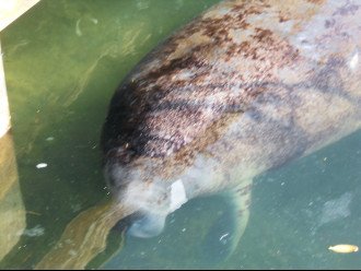 Manatees are frequent visitors to the Angler boat lagoon