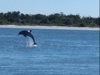 Dolphins are always playing nearby