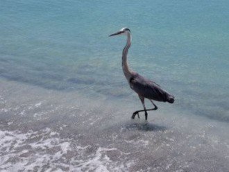 Blue Heron visiting Turtle Beach