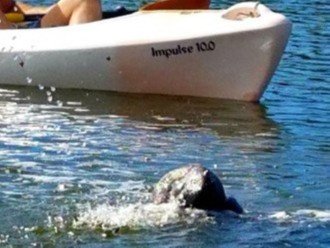 Manatee can be found while kayaking on the bay