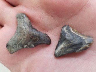 Fossilized sharks teeth found walking south