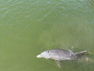 Dolphins at the dock!