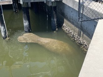 Manatee getting lunch