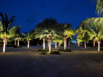 over 70 lit palms at night