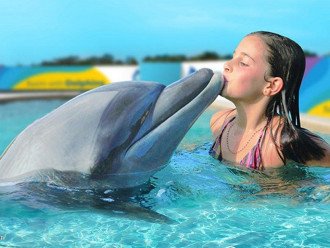 Swim with dolphins is available within a 5 min drive from resort