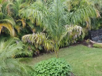 view from lanai , greens palms and mini semi-private waterfall