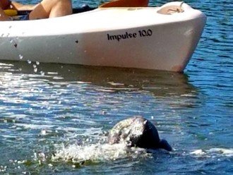 If you are kayaking in the bay, don't be surprised if a manatee surfaces by you