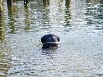 A playful manatee in the bay by our boat docks