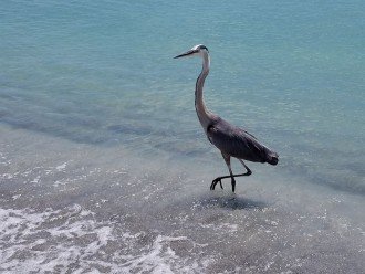 You'll enjoy a wide variety of birds along the beach - Blue Herons are common