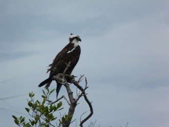Osprey perched