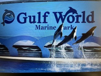 Gulf world....swim with dolphins!