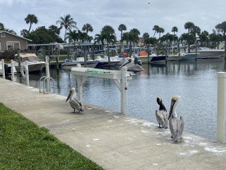 Fish Cleaning Station w/ Pelicans on Guard Duty