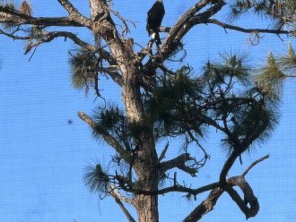 Eagle in tree immediately outside our lanai