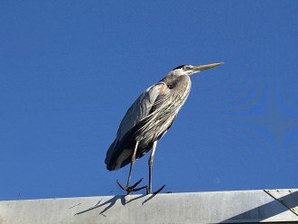 GREAT BLUE HERON VISITOR