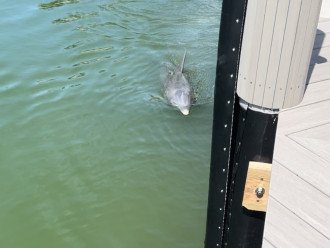 Dolphin coming for a visit by the dock!
