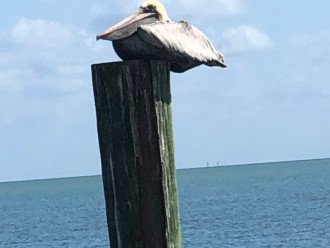 resident pelican seen from balcony