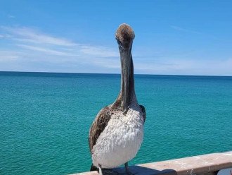 Pelican captured on the Pier...