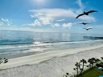 Pelicans gliding on the ocean breezes