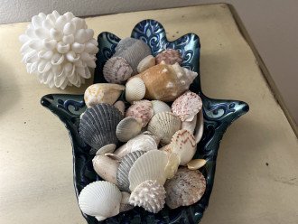Seashells we found during our many morning walks along the beach.