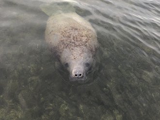 Manatee stopping by dock to say hello
