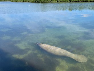 Spot Manatee swimming along the beach or just off the dock on the Bay side (pictured). They are easiest to spot in the Bay on a quiet day where it’s easy to see the ripples they leave when they come up for air.