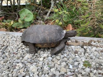 Tortoises regularly visit the common seating and grilling area by the beach and if you are quiet enough you can hear them moving through the sea grapes.