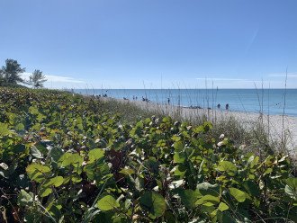 For a calming backdrop you’ll find a lot of greenery along the beach as there are no huge developments on Manasota Key. Most of the developments along the Key are smaller or private family residences.