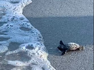 Lots of wildlife including dolphins, manatees, sea turtles, tortoises, pelicans and many other sea birds. This little sea turtle and his many friends hatched on the beach in July 2019 when one of our guests was lucky enough to be here.