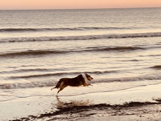 Our pup Penny going for a sunset run on the beach.