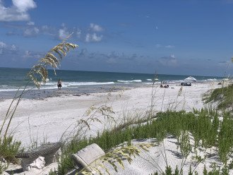 Our natural setting. Sea Oats built our dunes and turtles nest there