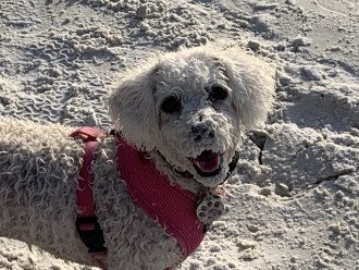 Sandy pup on Sandy Cove Beach