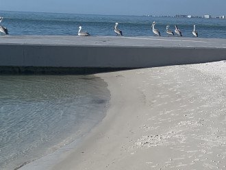 Pelicans on private Sandy Cove fishing pier