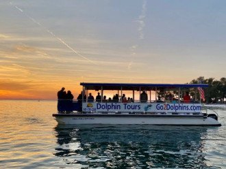 Dolphin viewing tours