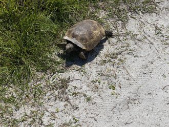 Turtles Honeymoon Island
