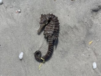 Sea horse found on our gulf beach