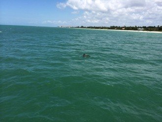 Dolphin at The Pier