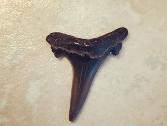 Shark tooth found on Amelia Island.