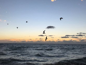 Seagulls out for an early morning breakfast in Pompano Beach Fl.