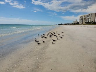 Black Skimmer Birds at Pelican Harbour Beach
