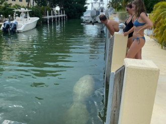 Manatees visiting us in the canal