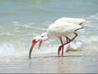 Vanderbilt Beach wildlife