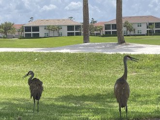 Sand Hill Cranes
