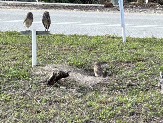 Cape Coral is home to Florida's Largest Population of Burrowing Owls