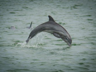 Enjoy morning coffee or drinks at night watching the dolphins In the bay
