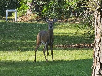 Front yard Deer