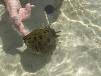 Spotted Green Sea Hare