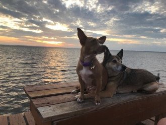 Cape San Blas and Our Bay Homes are wonderful for pets!